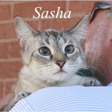 Sasha new.jpg